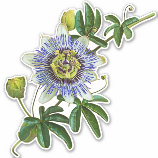 De Herb Passionflower | VinylSticker Sticker (Voorkant)