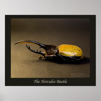 De Hercules Beetle Poster