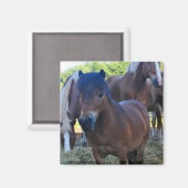 De Herdmaster Maganet Magneet (Voorkant / Achterkant)