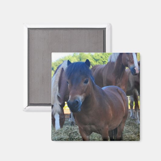 De Herdmaster Maganet Magneet (Voorkant / Achterkant)