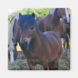 De Herdmaster Maganet Magneet