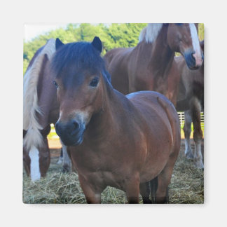 De Herdmaster Maganet Magneet