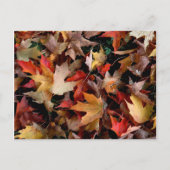 De herfst briefkaart (Voorkant)