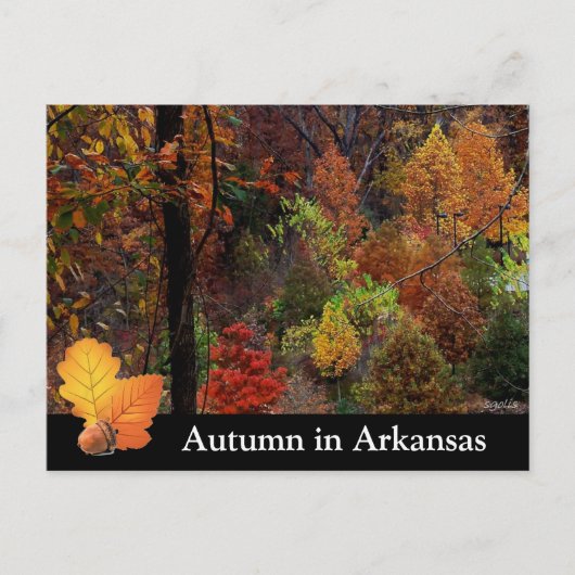 De herfst in Arkansas/Herfst Seizoensbomen Foto Briefkaart (Voorkant)