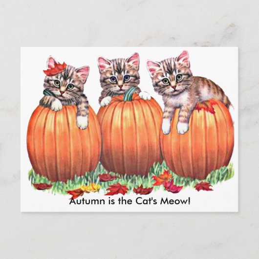 De herfst is het Briefkaart Meow van Cat. (Voorkant)