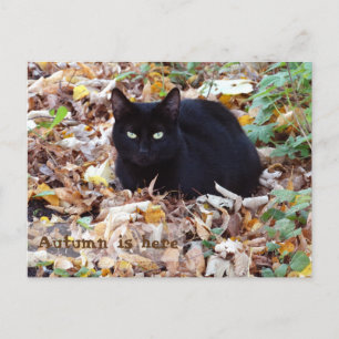 De herfst is hier Black Cat Briefkaart