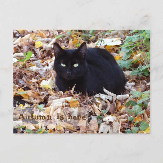 De herfst is hier Black Cat Briefkaart (Voorkant)
