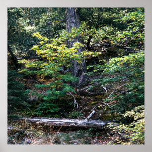 De herfst is hier...... poster