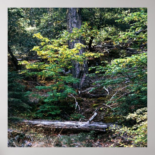 De herfst is hier...... poster (Voorkant)