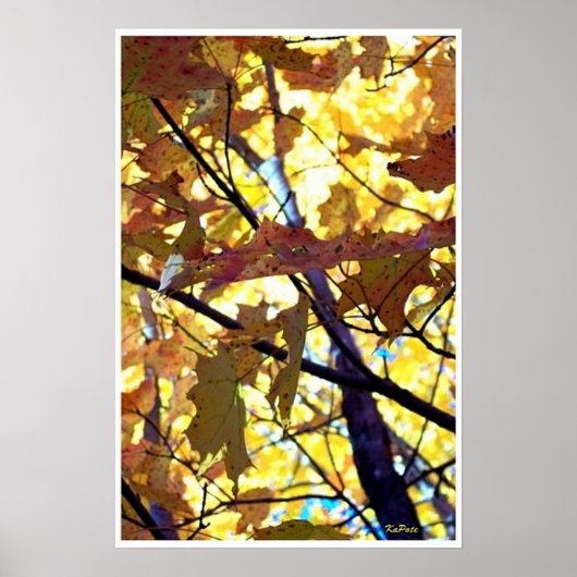 De herfst laat Herfst Trees Sunshine Poster (Voorkant)