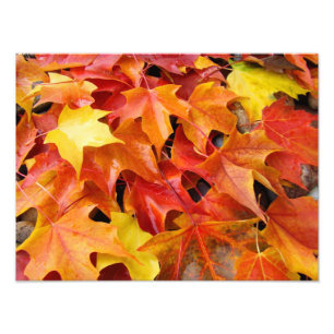 De herfst laat kleurrijke Prints voor fotografie Foto Afdruk
