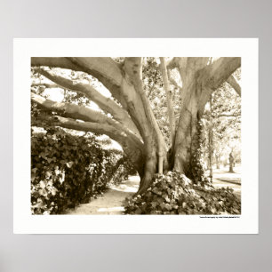 De herfst lekt in Los Angeles Sepia Black en White Poster