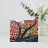 De herfst lekt: Kourannkei (Briefkaart) Briefkaart (Staand voorkant)