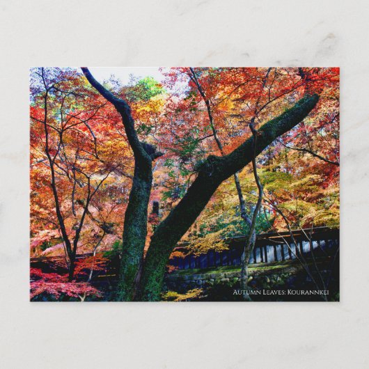 De herfst lekt: Kourannkei (Briefkaart) Briefkaart (Voorkant)
