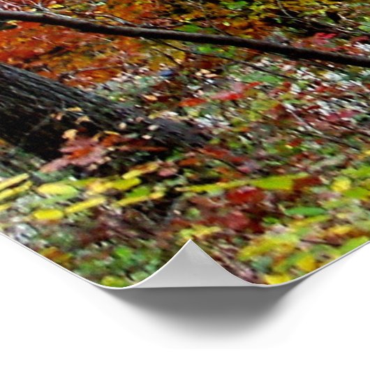 De herfst lekt op bomen in het Arkansas Value-Post Poster (Hoek)