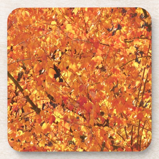 De herfst lekt op boom - foto. bier onderzetter (Voorkant)