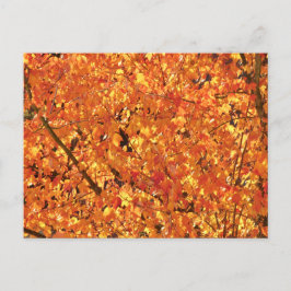 De herfst lekt op boom - foto. briefkaart