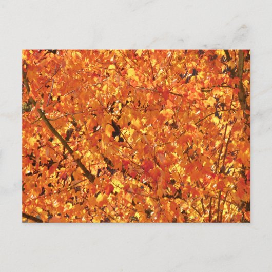 De herfst lekt op boom - foto. briefkaart (Voorkant)