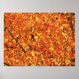 De herfst lekt op boom - foto. poster