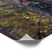 De herfst lekt op het Poster Canyon Trail (Hoek)