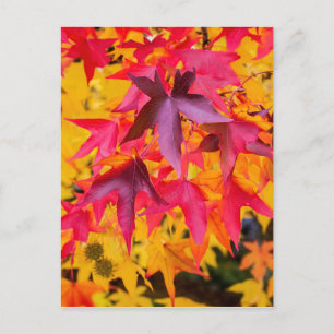 De herfst lekt rood en geel briefkaart