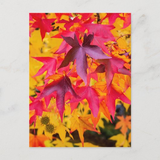 De herfst lekt rood en geel briefkaart (Voorkant)