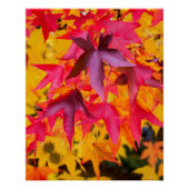 De herfst lekt rood en geel perfect poster (Voorkant)