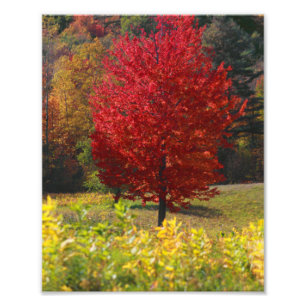 De herfst stelt de Afbeeldingen van van Herfst Foto Afdruk