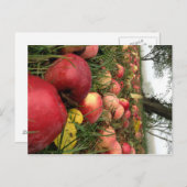 De herfst van Morning in het Briefkaart Orchard (Voorkant / Achterkant)