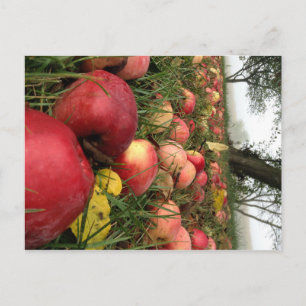 De herfst van Morning in het Briefkaart Orchard