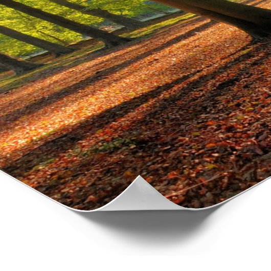 De herfstzon in het bos poster (Hoek)