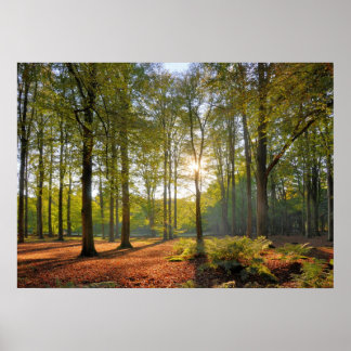 De herfstzon in het bos poster
