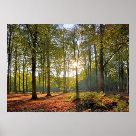De herfstzon in het bos poster (Voorkant)