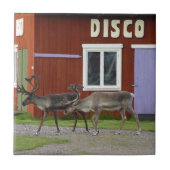 DE HERTEN VAN DE DISCO TEGELTJE (Voorkant)