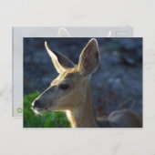 De Herten van WhiteTail Briefkaart (Voorkant / Achterkant)