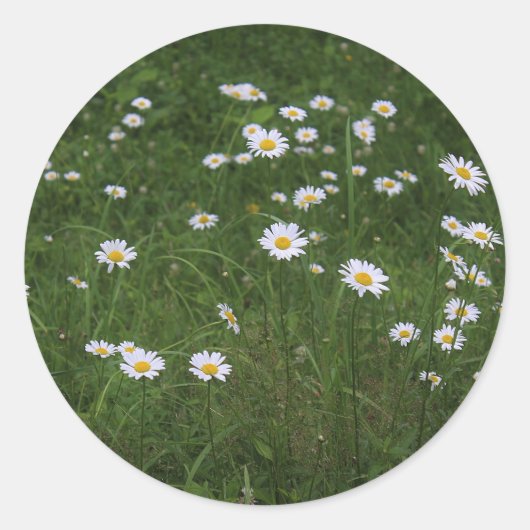 De heuvel van Daisies Ronde Sticker (Voorkant)