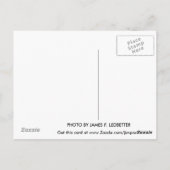 De heuvels van de nevada postkaart. briefkaart (Achterkant)