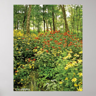 De heuvels zijn levend met wilde bloemen poster