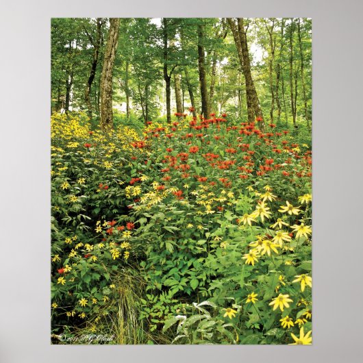 De heuvels zijn levend met wilde bloemen poster (Voorkant)