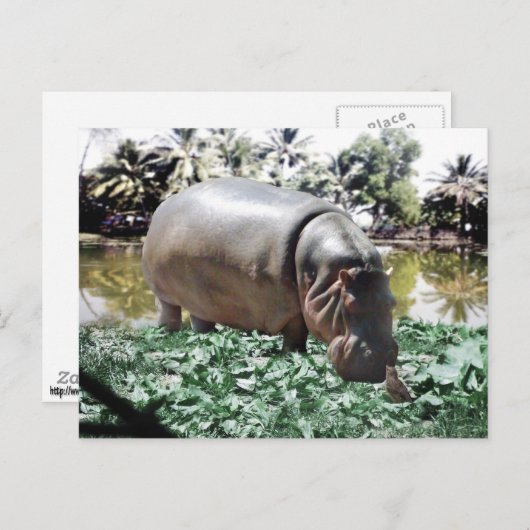 De hippo en de vogel briefkaart (Voorkant / Achterkant)