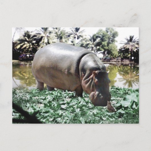 De hippo en de vogel briefkaart (Voorkant)