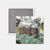 De hippo en de vogel magneet (Voorkant / Achterkant)