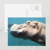 De Hippo-postkaart Briefkaart (Voorkant / Achterkant)