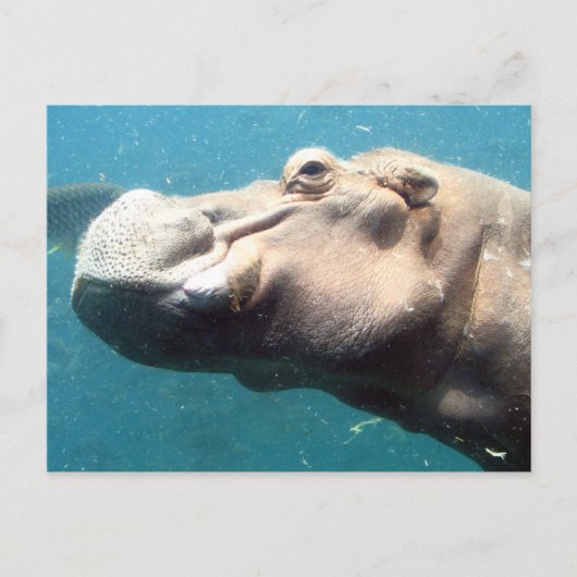 De Hippo-postkaart Briefkaart (Voorkant)