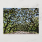 De Historische Plaats van Wormsloe, Savanne Briefkaart (Voorkant)