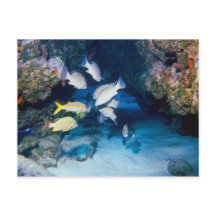 DE HOE IN HET BRIEFKAART VAN DE WAL