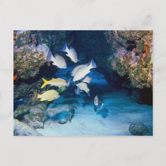 DE HOE IN HET BRIEFKAART VAN DE WAL (Voorkant)