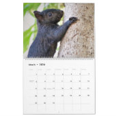 De Hoesje Eekhoorns 2020-kalender Kalender (Mar 2026)