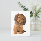 de hond briefkaart (Staand voorkant)