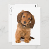 de hond briefkaart (Voorkant / Achterkant)